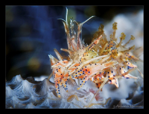 Tiger Shrimp (Phyllognathia Ceratophtalmus) by Aleksandr Marinicev 